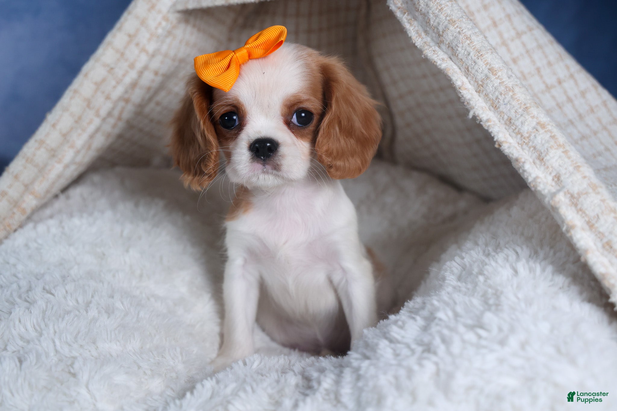 Cavalier King Charles Spaniel dogs Patsy - Ad 2
