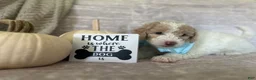 Goldendoodle dogs for sale: Jade 🩵 - Ad 3