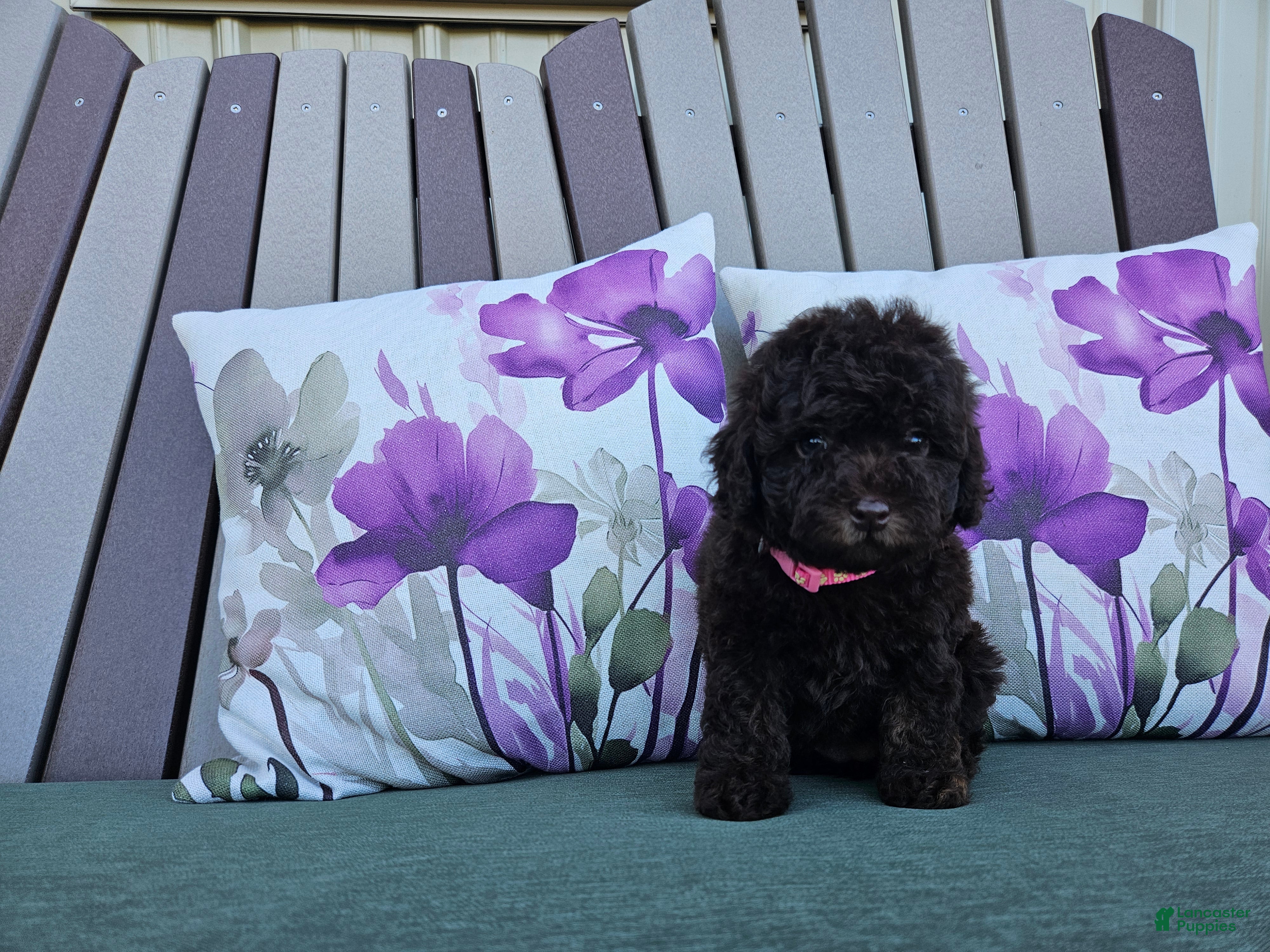 Miniature Poodle dogs Avalene Joy - Ad 7