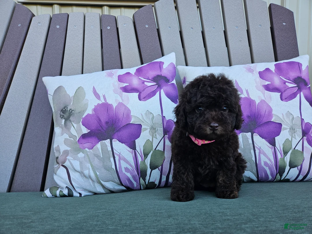 Miniature Poodle dogs for sale: Avalene Joy - Ad 1