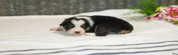 Miniature Australian Shepherd dogs for sale: Lassie Miniature Australian Shepherd Puppy  - Ad 1
