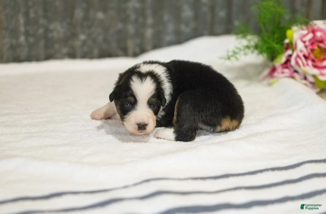 Miniature Australian Shepherd dogs for sale: Lassie Miniature Australian Shepherd Puppy  - Ad 1