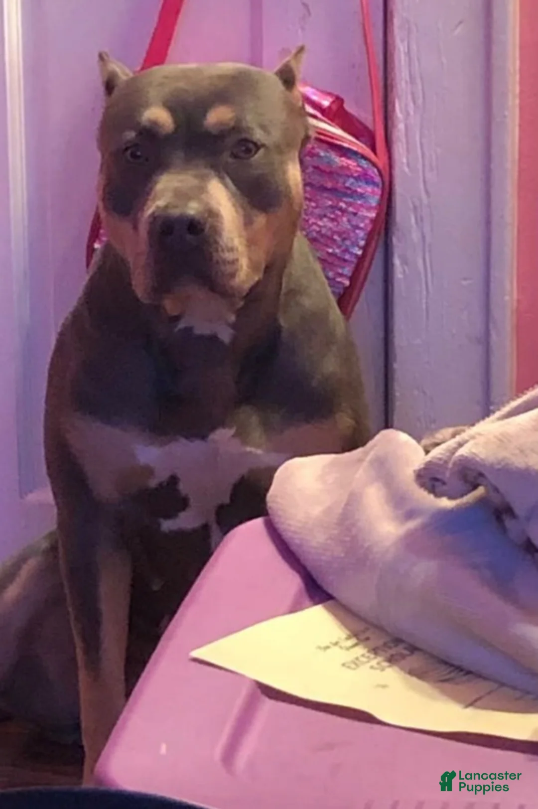 American Bully dogs for sale: American Bully 8 - Ad 10