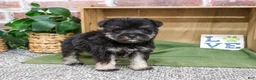 Miniature Schnauzer dogs for sale: Denver - Ad 5
