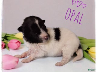 Shetland Sheepdog dogs Opal - Ad 26