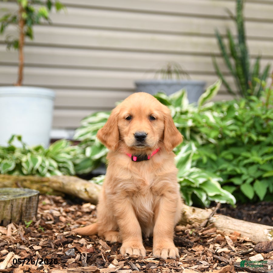 Golden Retriever dogs Gingersnap - Ad 2
