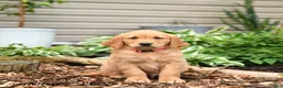 Golden Retriever dogs for sale: Gingersnap - Ad 2