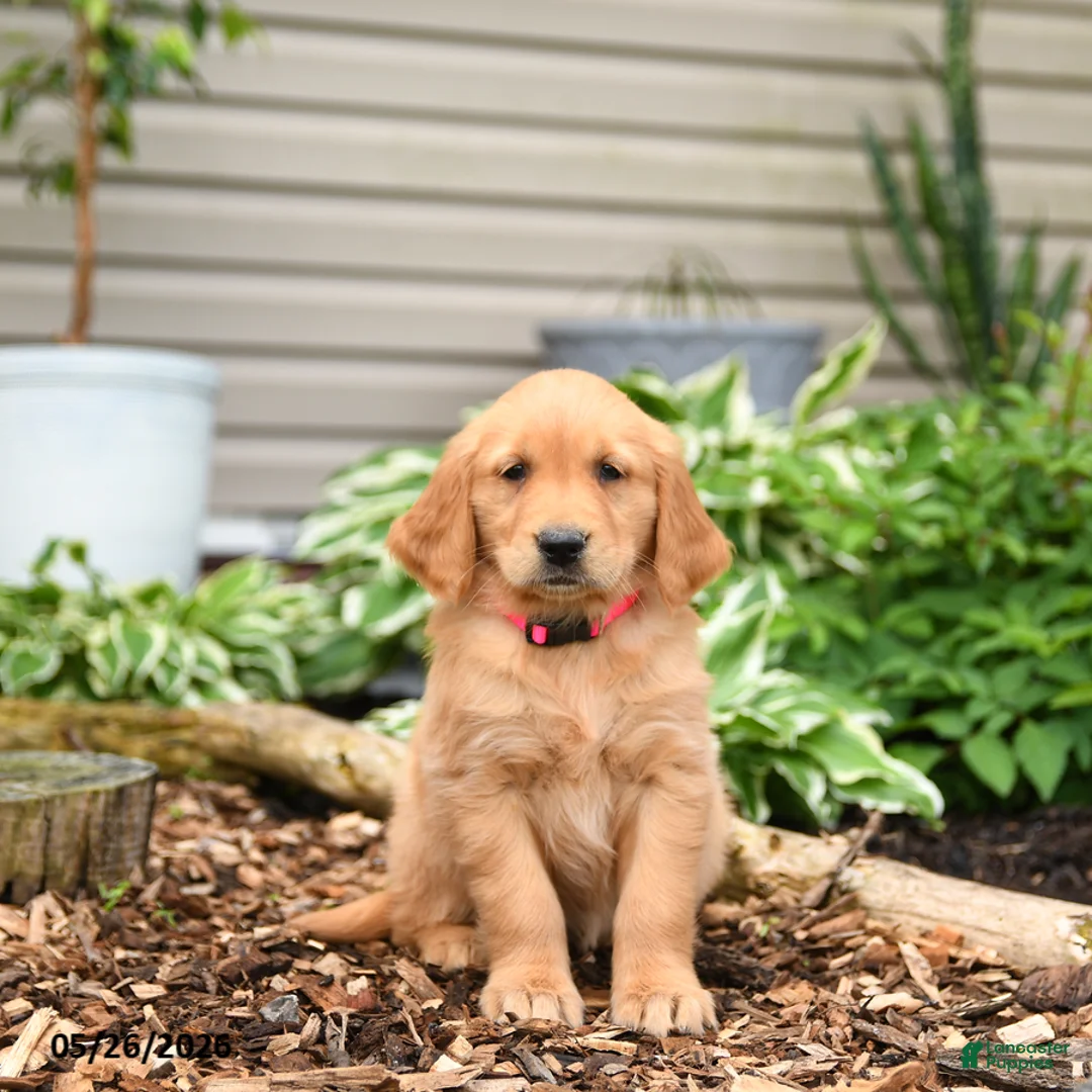 Golden Retriever dogs for sale: Gingersnap - Ad 2