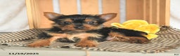 Yorkshire Terrier dogs for sale: Bambi - Ad 3