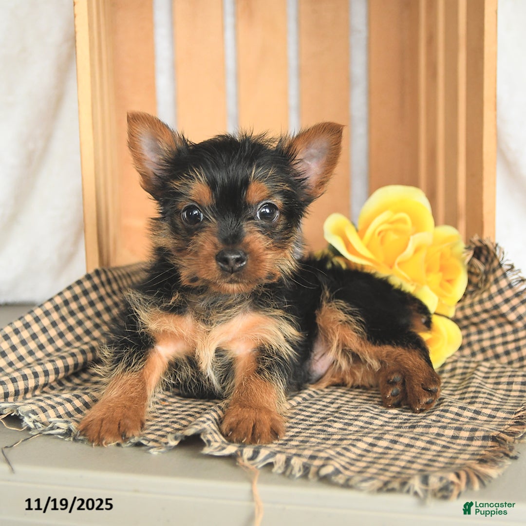 Yorkshire Terrier dogs for sale: Bambi - Ad 3