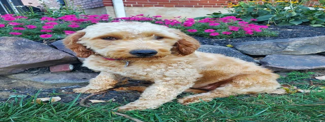 Gracie