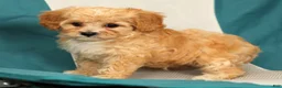 Cavapoo dogs for sale: Mason - Ad 7