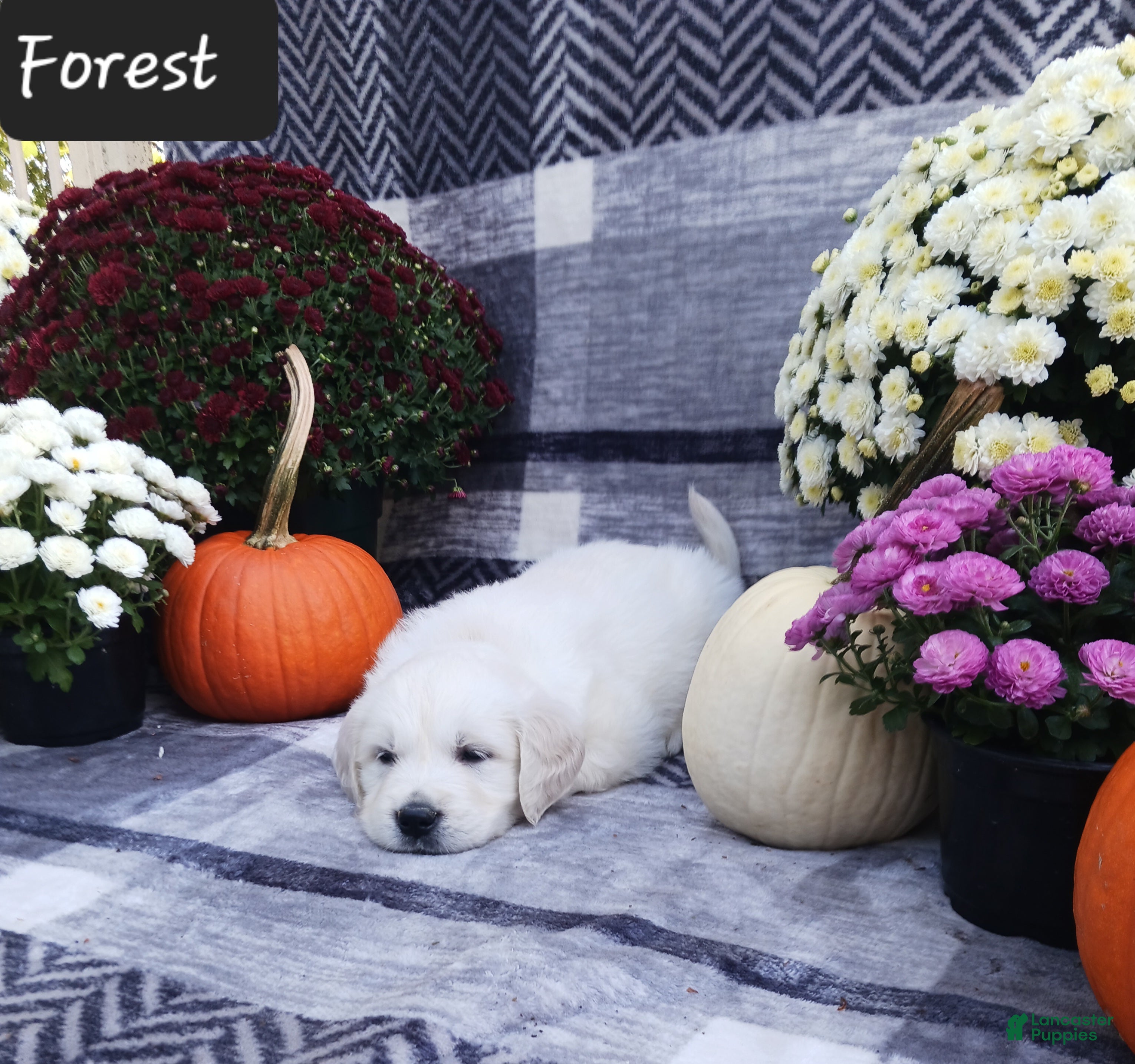 Golden Retriever dogs Forest  - Ad 1