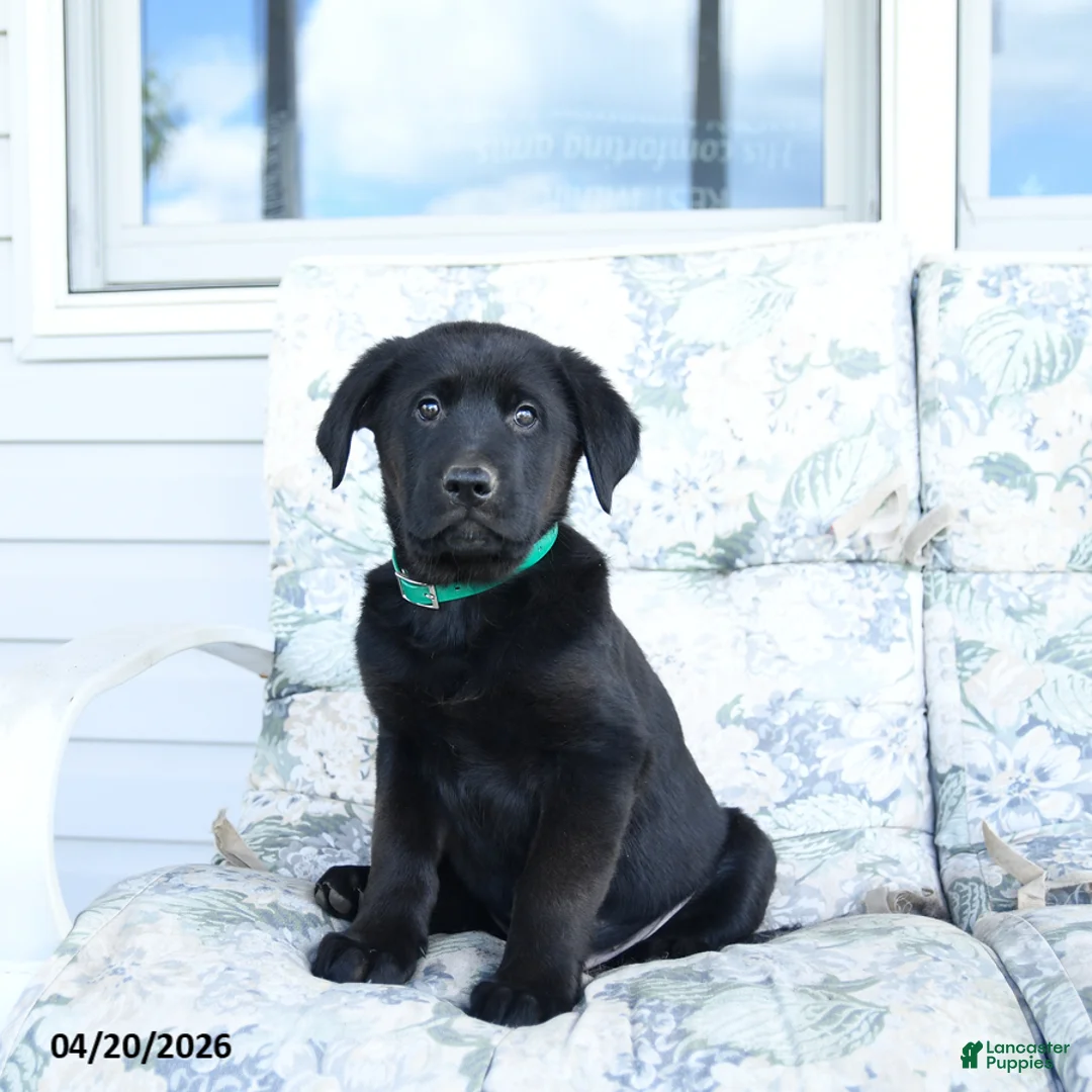 Mixed Breed dogs for sale: Laker - Ad 3