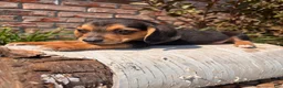 Beagle dogs for sale: Buck - Ad 3