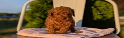 Miniature Poodle dogs for sale: Harper - Ad 12