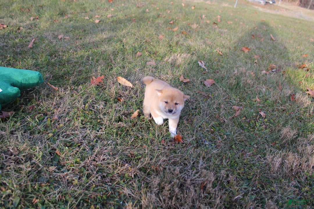 Shiba Inu dogs for sale: Tinsel - Ad 7