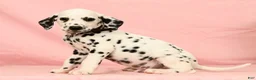 Dalmatian dogs for sale: Gunner - Ad 3