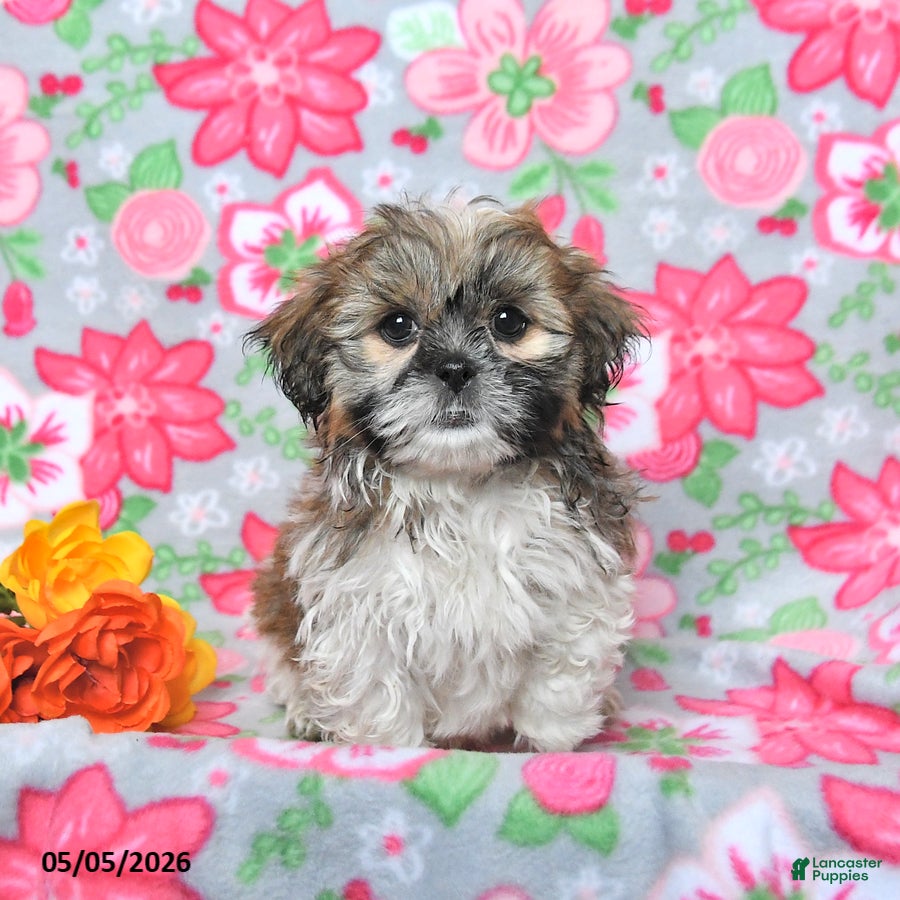 Shih Tzu dogs Scout - Ad 2