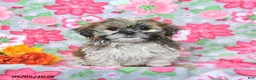 Shih Tzu dogs for sale: Scout - Ad 2