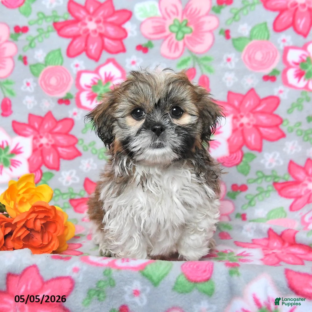 Shih Tzu dogs for sale: Scout - Ad 2