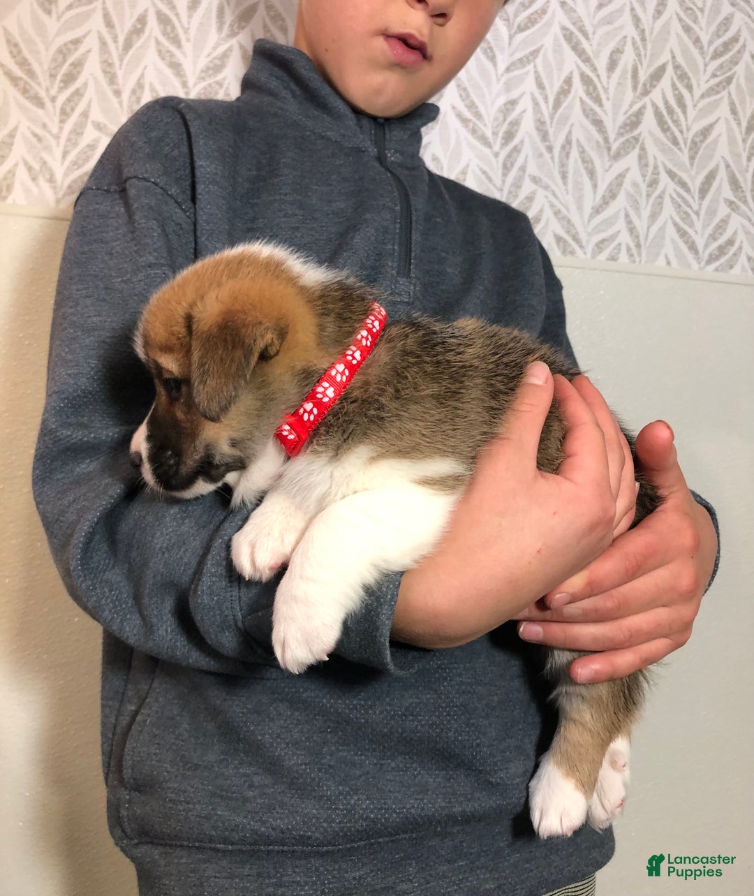 Welsh Corgi Pembroke dogs for sale: Sammy - Ad 6