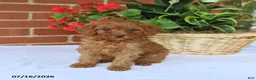 Toy Poodle dogs for sale: Tucker - Ad 5