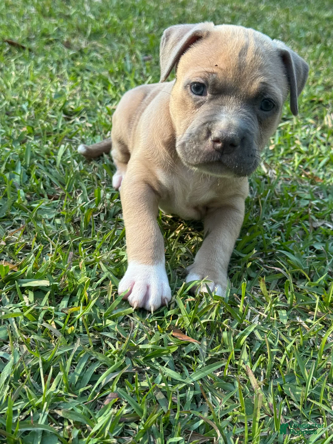 American Pit Bull Terrier dogs for sale: Donald - Ad 1