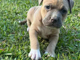 American Pit Bull Terrier dogs Donald - Ad 19