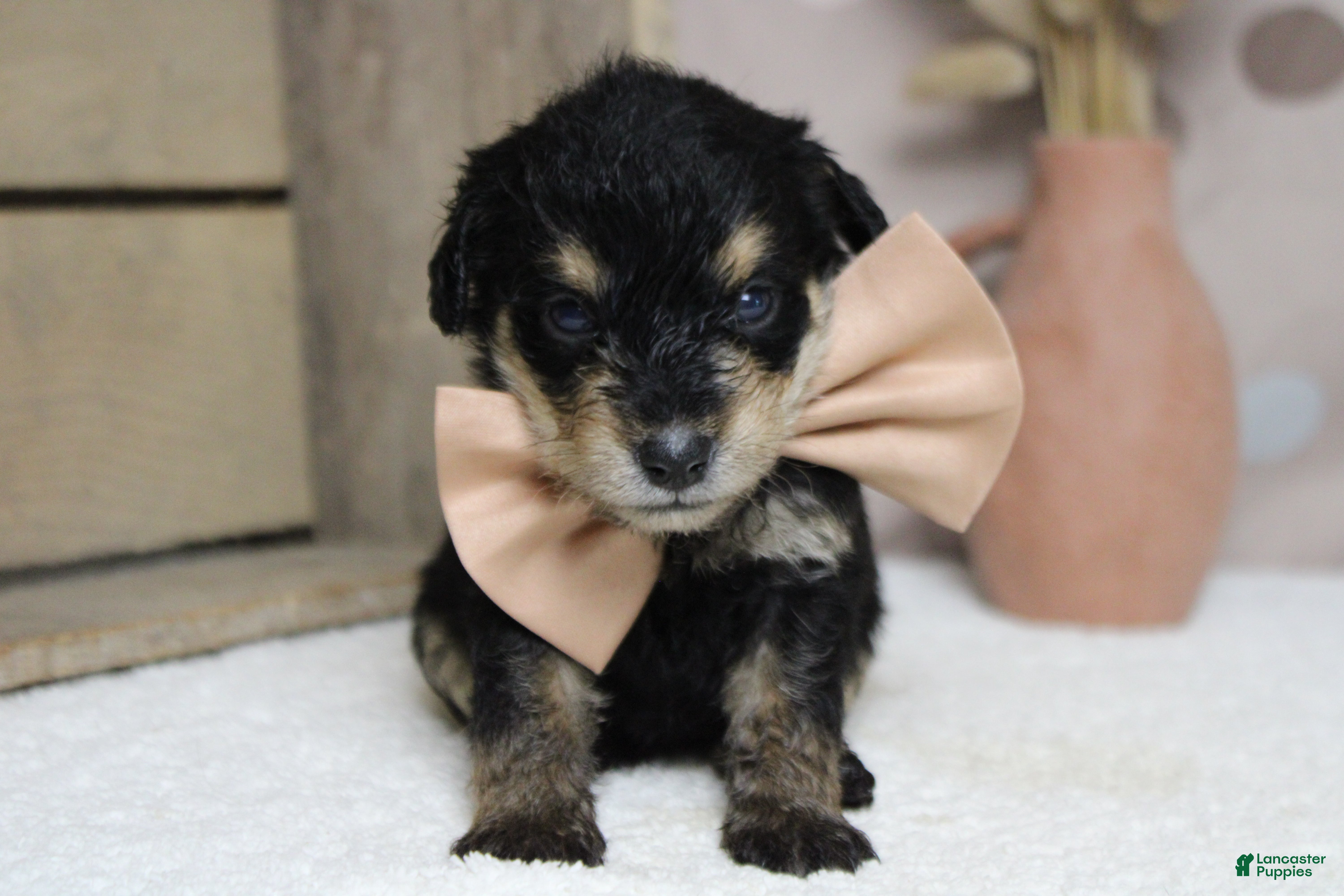 Schnoodle dogs Chardonnay  - Ad 4