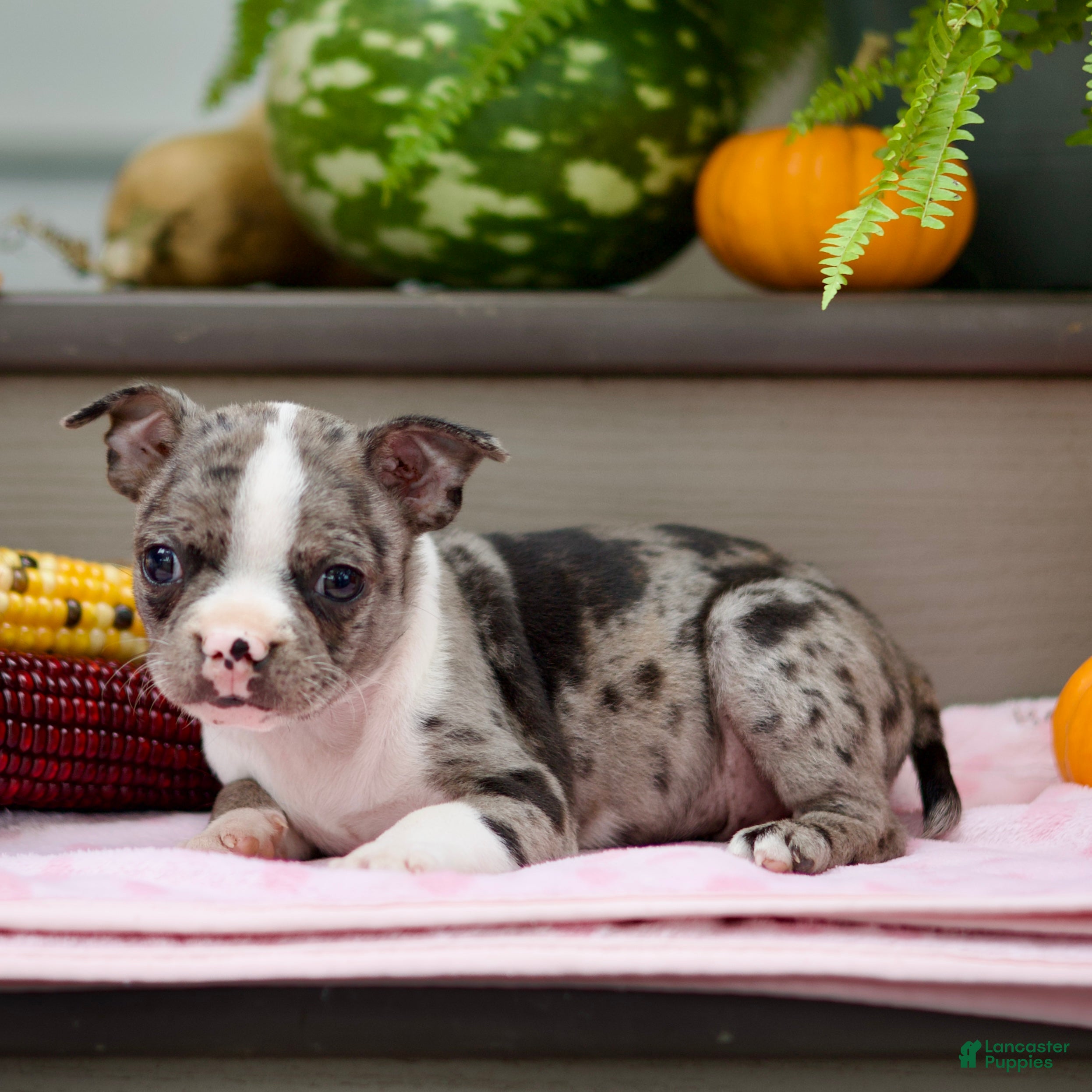 Boston Terrier dogs Rocco - Ad 1