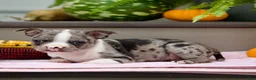 Boston Terrier dogs for sale: Rocco - Ad 1