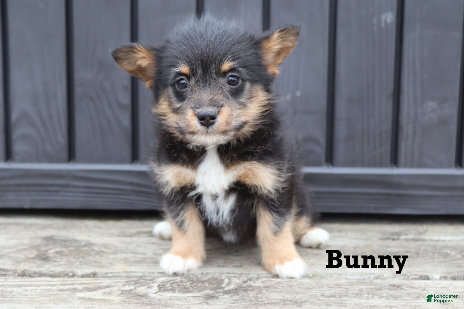 Corgipoo dogs Bunny - Ad 2