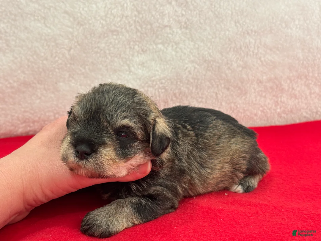 Miniature Schnauzer dogs for sale: Gypsy Female 4 - Ad 3