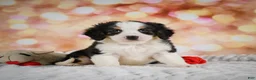 Mini Bernedoodle dogs for sale: Misty - Ad 1
