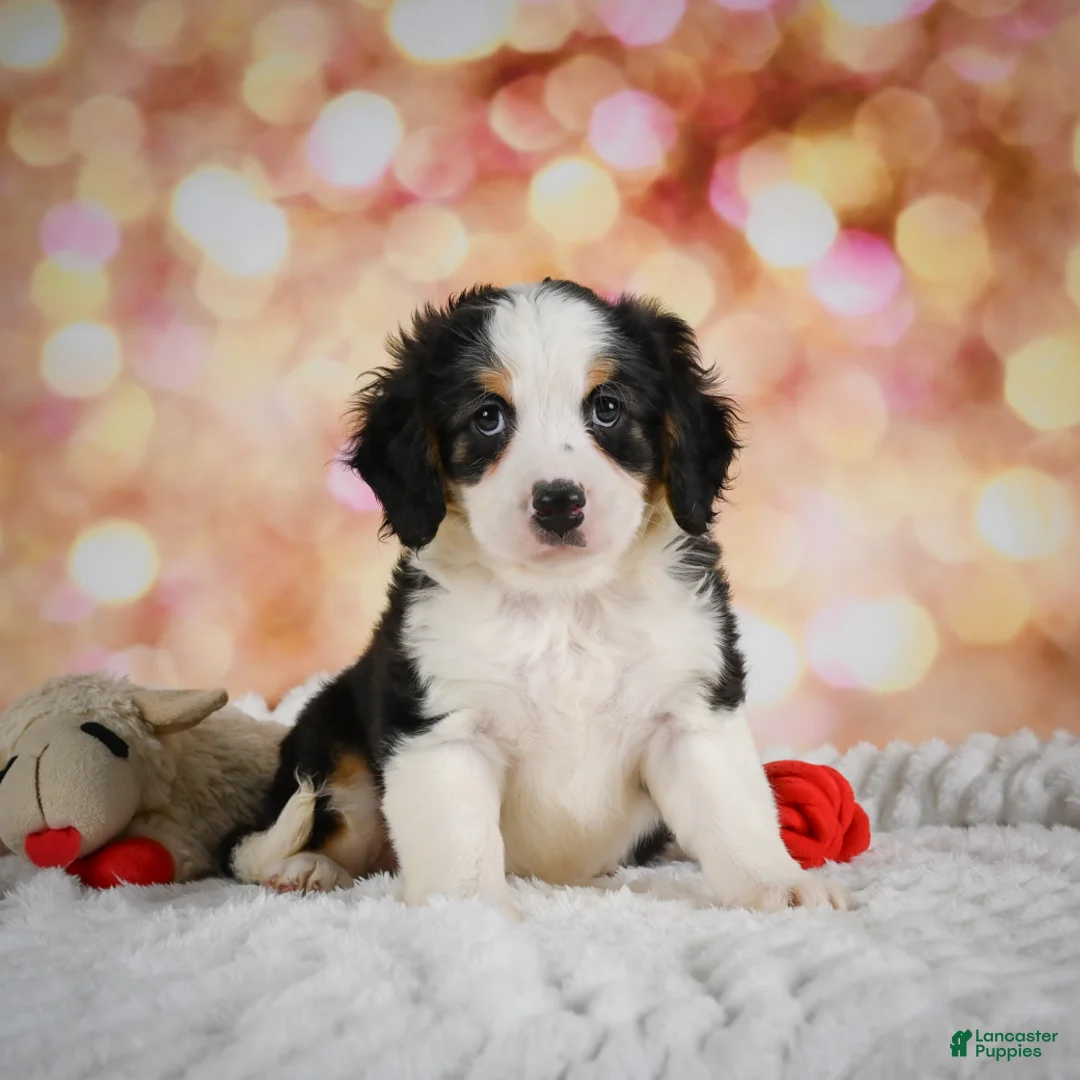 Mini Bernedoodle dogs for sale: Misty - Ad 1