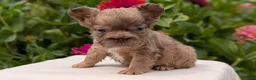 French Bulldog dogs for sale: Simba - Ad 5