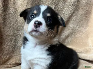 Welsh Corgi Pembroke dogs Kindle - Ad 3