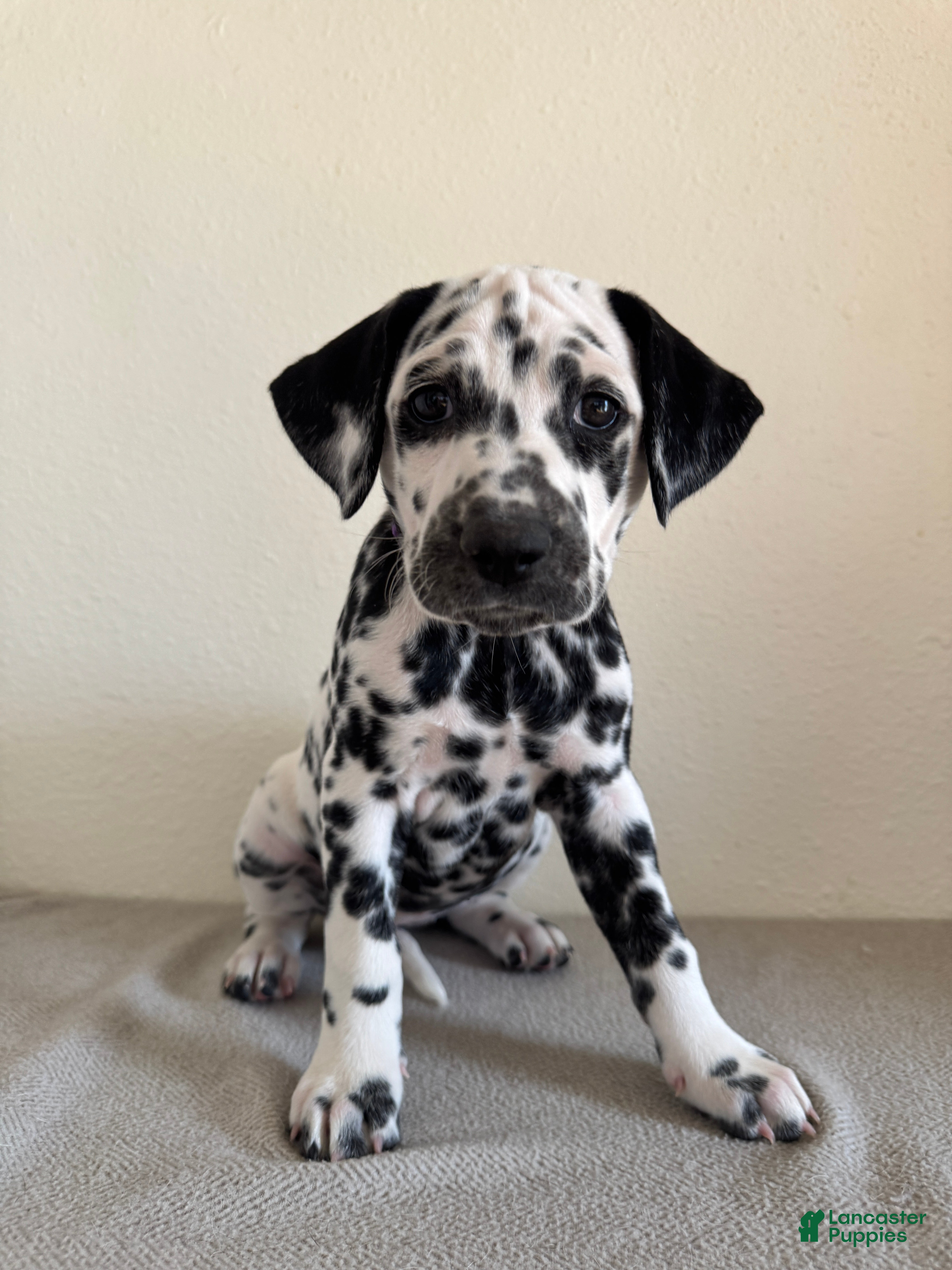 Dalmatian dogs Dalmatian Puppy 3 - Ad 2