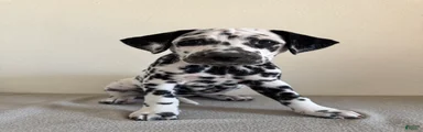 Dalmatian Puppy 3