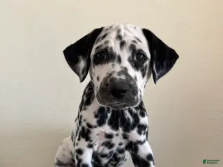 Dalmatian dogs Dalmatian Puppy 3 - Ad 2