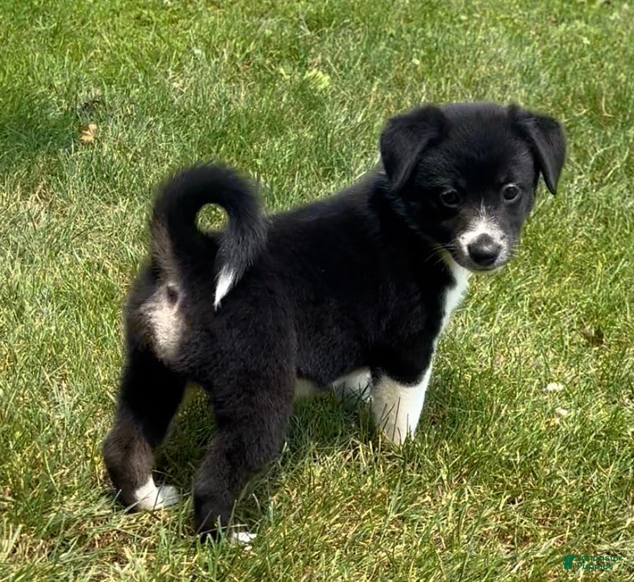Mixed Breed dogs for sale: Missy - Ad 1