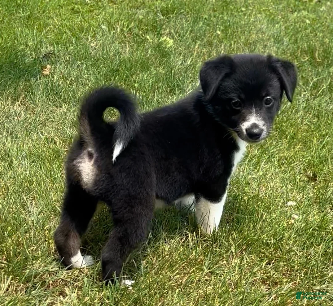 Mixed Breed dogs for sale: Missy - Ad 1