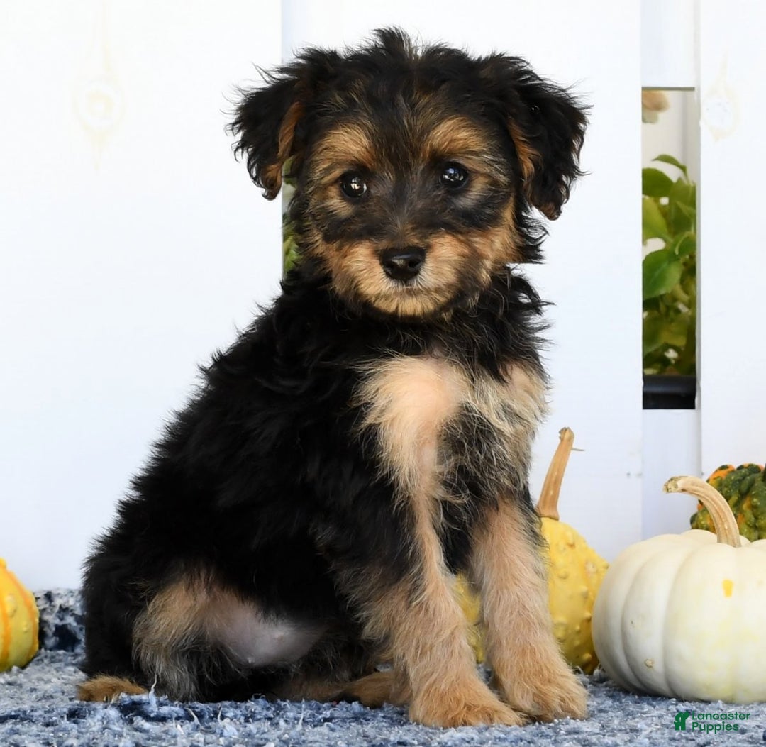 Does bark Yorkiepoo Puppies for sale Lancaster Puppies