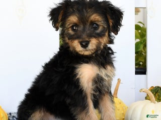 Yorkiepoo dogs - Ad 10