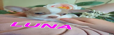 Chihuahua 3