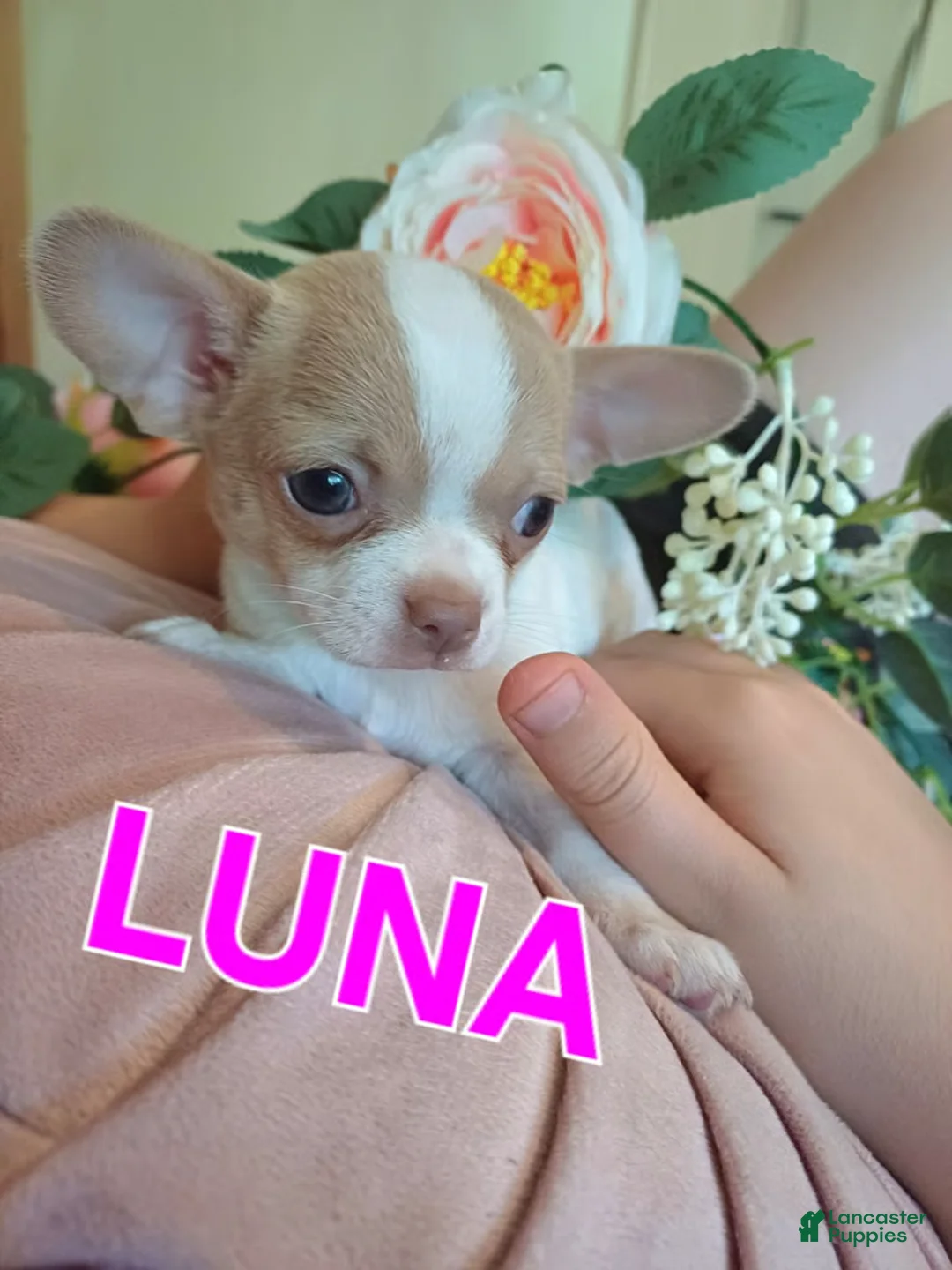 Chihuahua dogs for sale: Chihuahua 3 - Ad 1