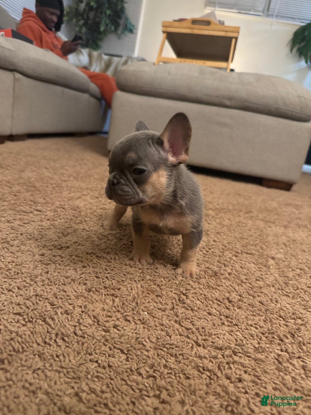 French Bulldog dogs for sale: French Bulldog Puppy 1 - Ad 2