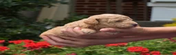 Bichpoo dogs for sale: Cricket - Ad 4
