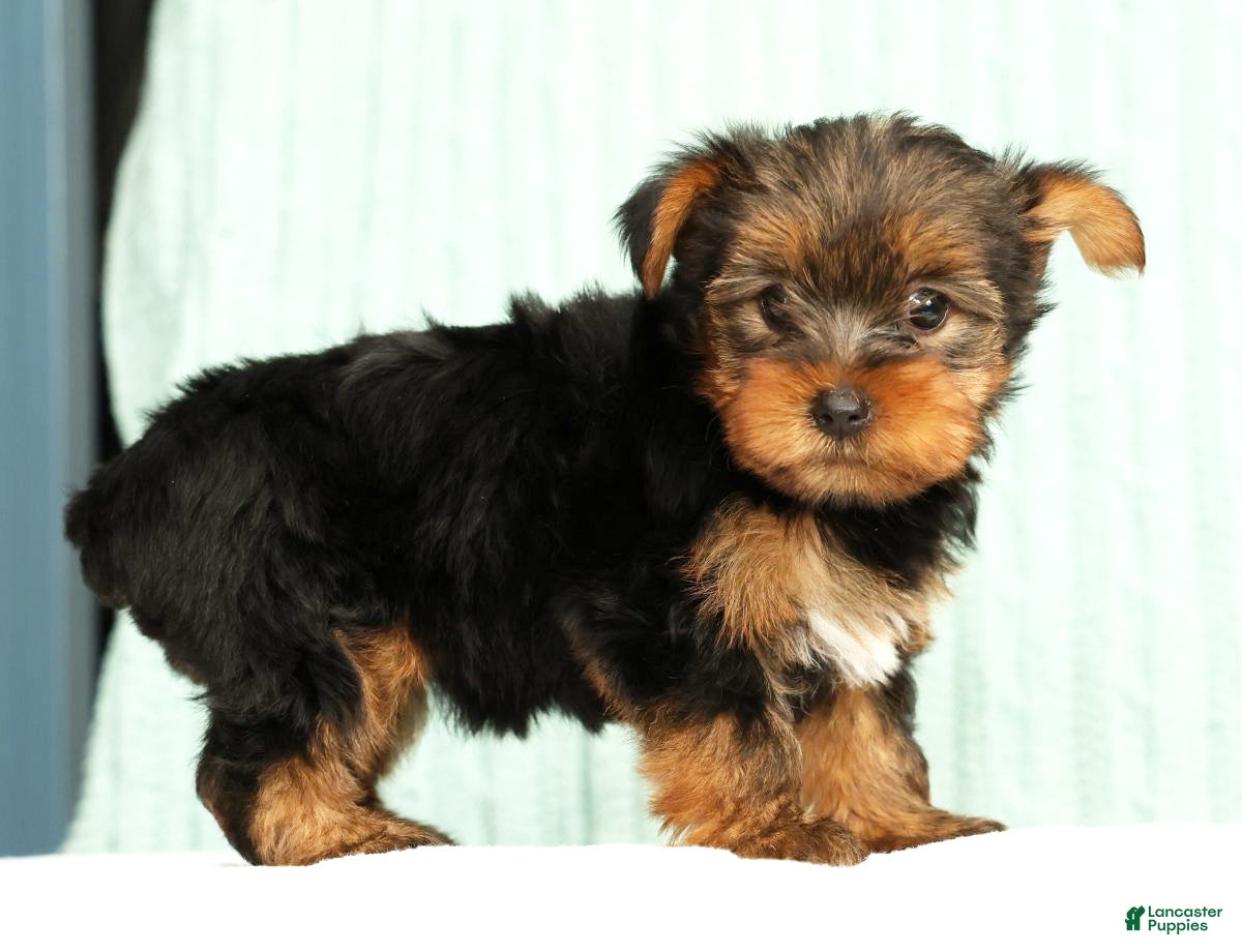 Yorkshire Terrier dogs Molly - Ad 2